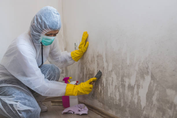 Best HVAC Mold Inspection and Cleaning  in Elyria, OH