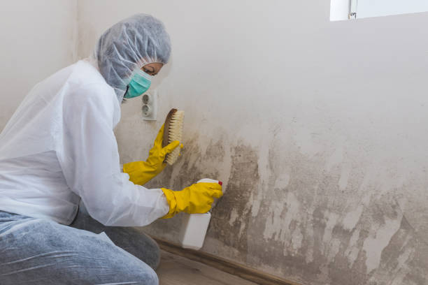Best Mold Prevention Services  in Elyria, OH