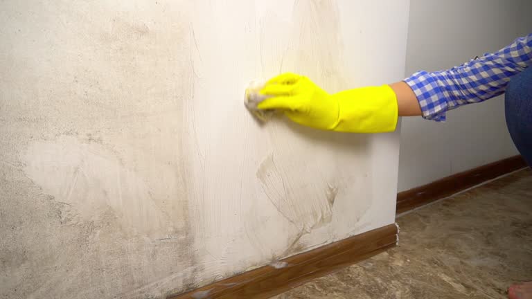Best Industrial Mold Remediation  in Elyria, OH
