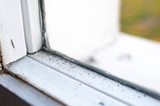 Elyria, OH Mold Removal Company