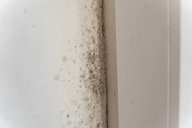 Best Mold Prevention Services  in Elyria, OH